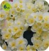 begonia solenia yellow